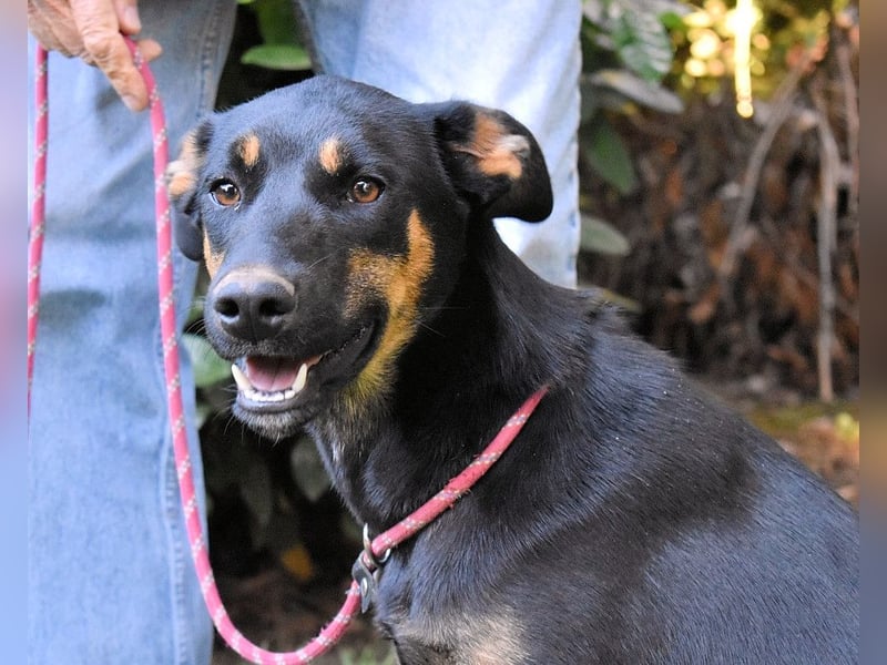 Djamica - fröhliche Junghündin mit offenem Herzen