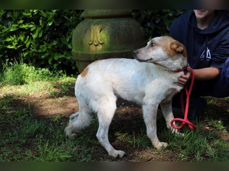 Zoilo - Z wie Zuckersüß und Zauberhaft