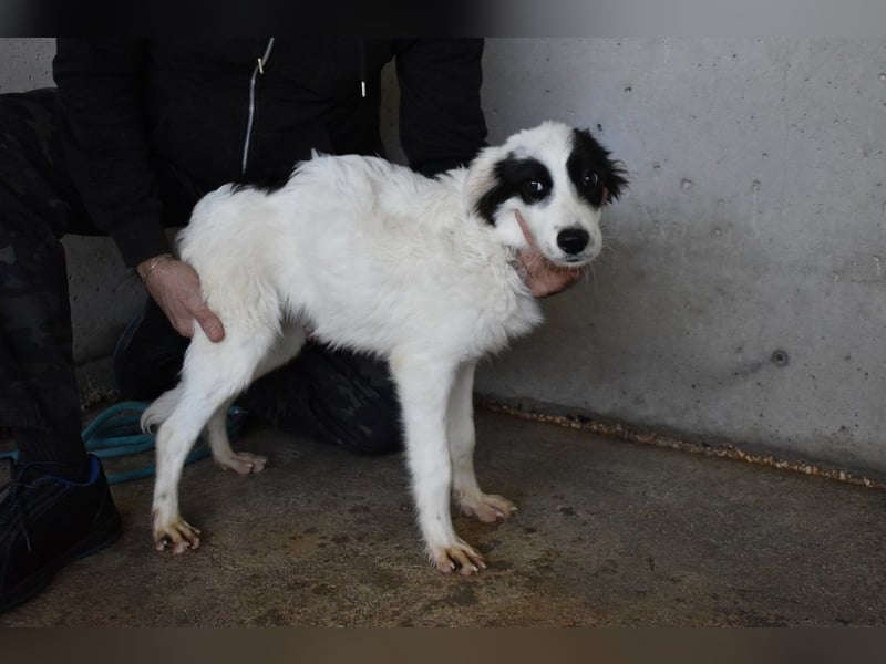 Jovian - Gute Laune hat einen Namen: Jovian