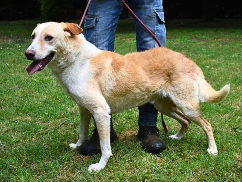 Saphir - träumt von einem Zuhause...