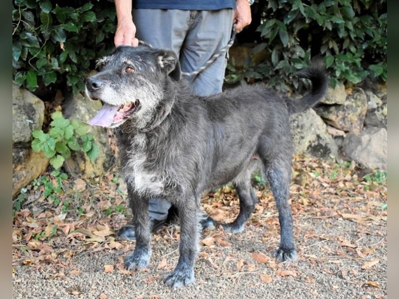 Baldovino - Lieber, großer Kerl fragt: Darf ich zu Dir?