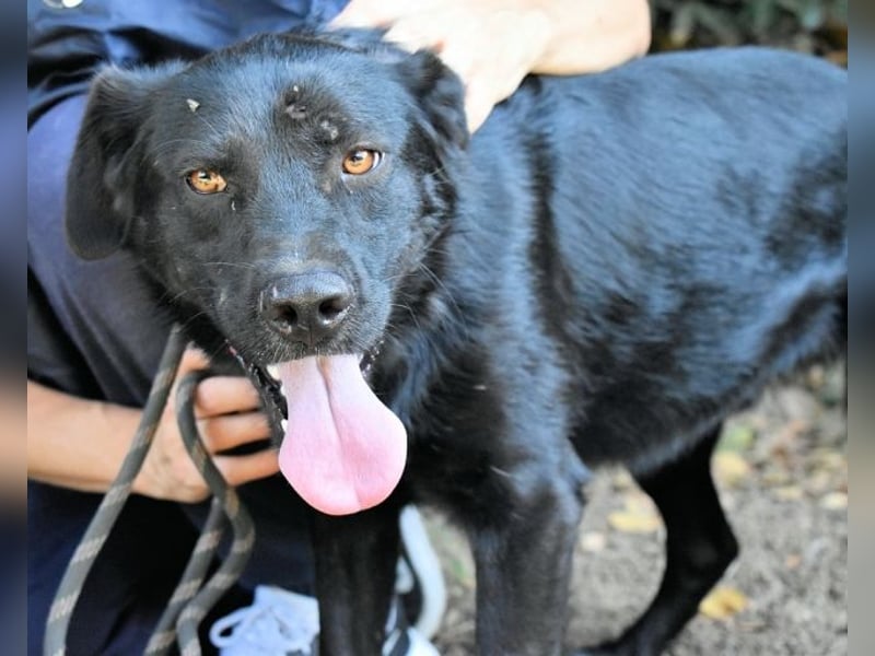 Saffiro - Ein Schritt Richtung Hundeglück
