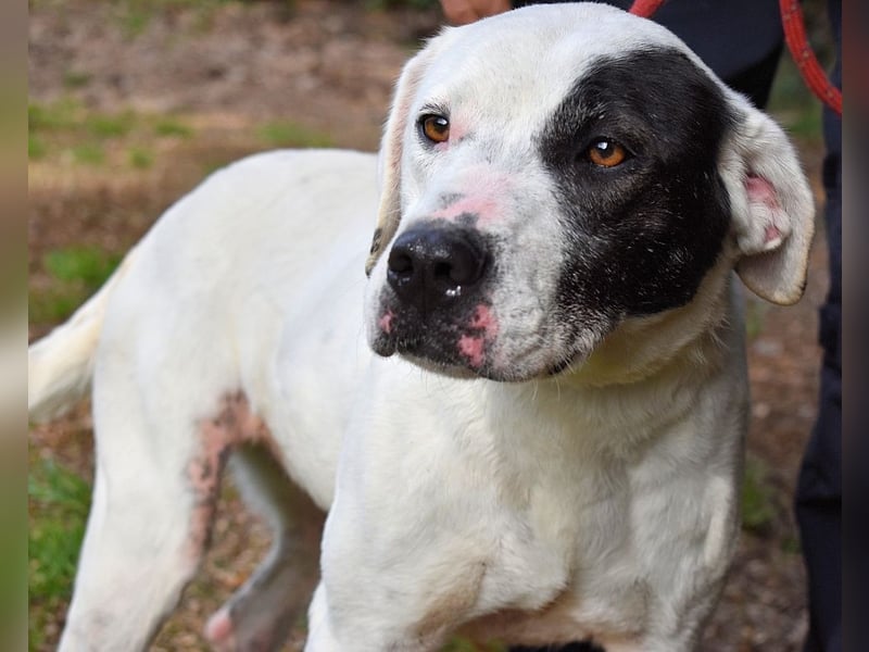 Olindina - Wie gut du bist, das zeigt sich an schlechten Tagen