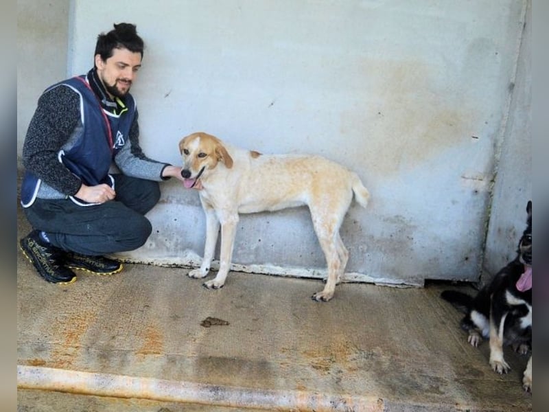 Molletta - Junghündin sucht Anschluss mit Streicheleinheiten