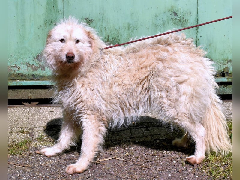 Lynnette - Power-Hündin sucht sportliches Zuhause