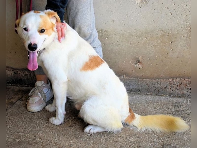 Virgilyo - Wo kommst du her, wo gehst du hin?