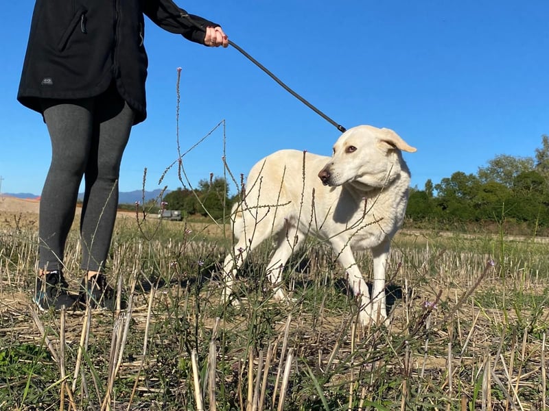 Patty - Vorsichtig auf den Pfoten, groß im Herzen