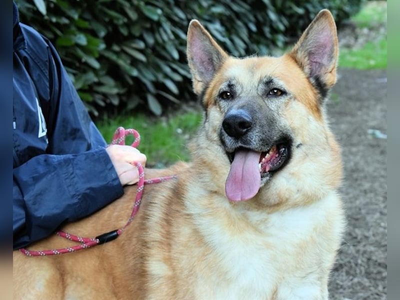 Oddy - Der "Seltsame" mit den Bernsteinaugen