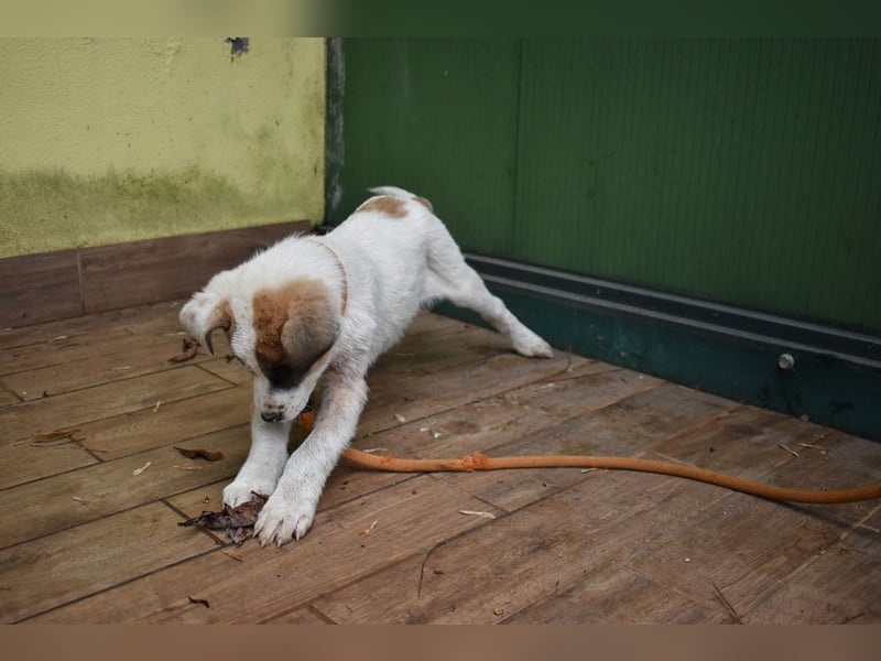 Elenio - SOS - Dringend neue Pflegestelle oder ein Zuhause gesucht - Ein leuchtendes Fellknäuel