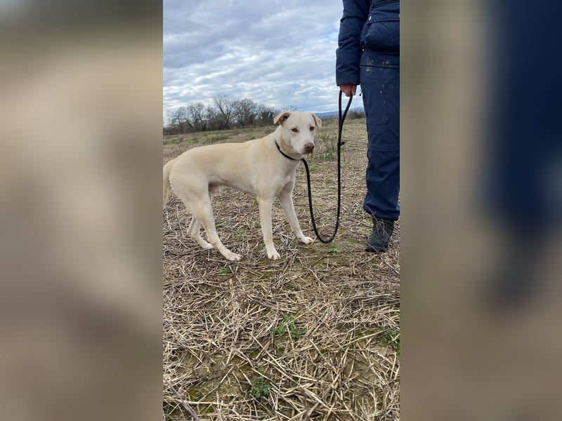 Titanio - er findet seinen Weg