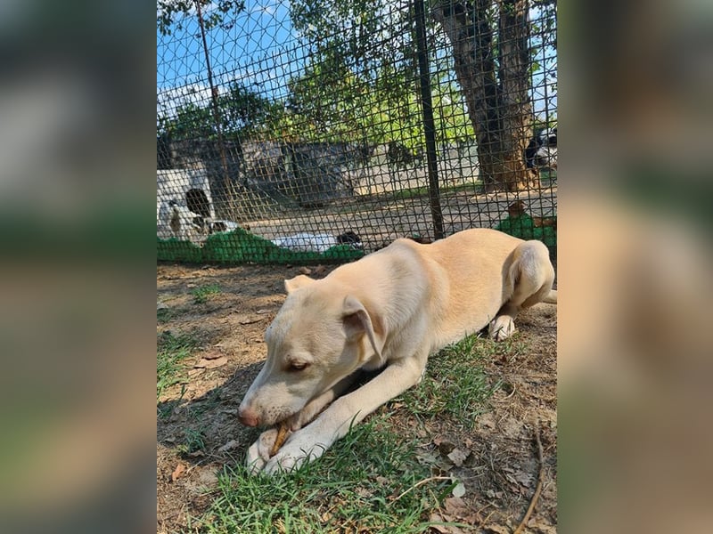 Titanio - (Dringend Pflegestelle oder Zuhause gesucht) Bereit Herzen im Sturm zu erobern