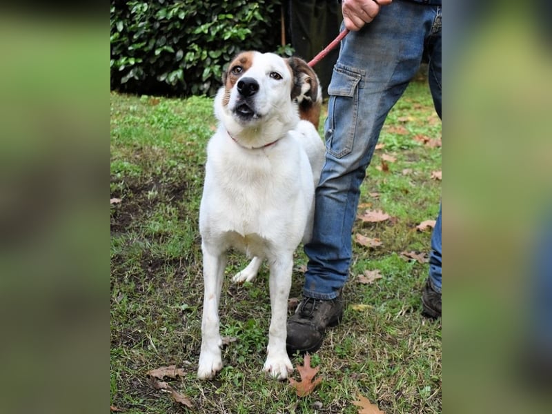 Miah - wohn"haft" in einem Hundelager