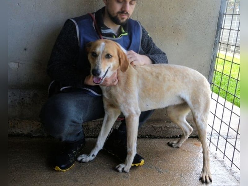 Molletta - Junghündin sucht Anschluss mit Streicheleinheiten