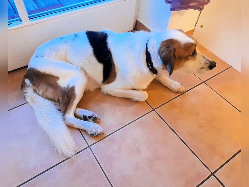 Elpidius - Ein Ziel ohne Plan bleibt nur ein Wunsch