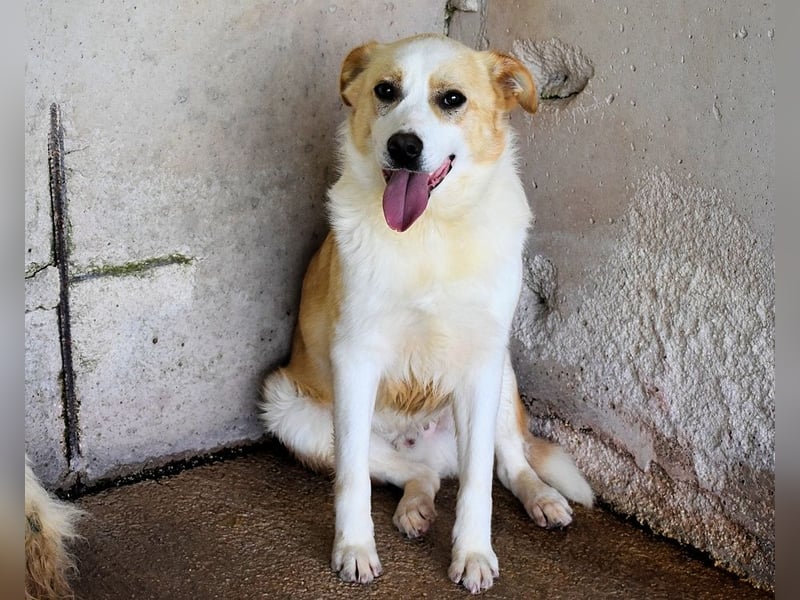 Simbad - Laute Fragen ? Leise Wünsche