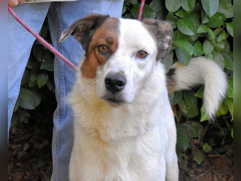 Miah - wohn"haft" in einem Hundelager