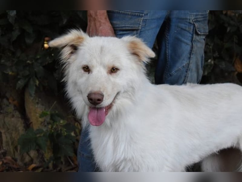 Roxanna - Die Ware Hund