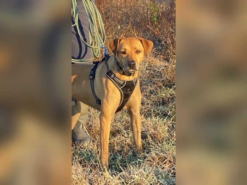 Jasper - Warten auf den einen Menschen