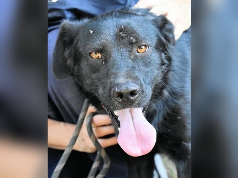 Saffiro - Ein Schritt Richtung Hundeglück