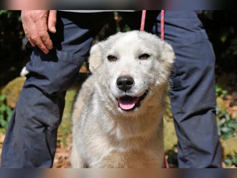 Kemyra - Ein "Wölfchen" sucht sein Rudel