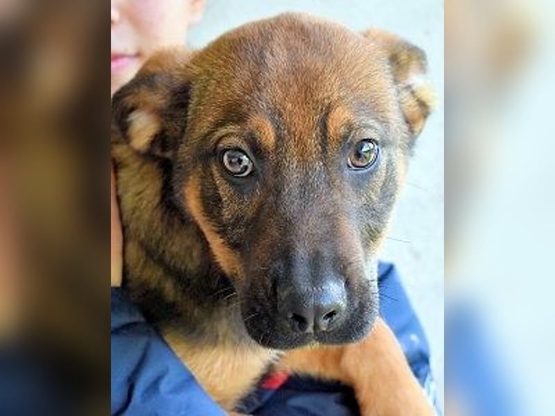 Alvis - Zurückgelassen mit nichts als Hoffnung