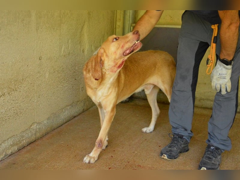 Dioneo - NOTFALL - Zeit heilt hier nichts