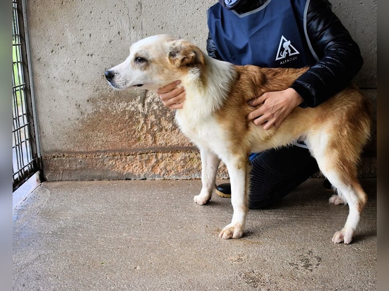 Simbad - Laute Fragen ? Leise Wünsche