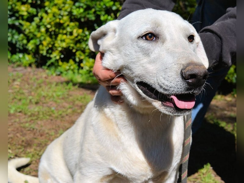 Scrubby - Ein riesiges Missverständnis!