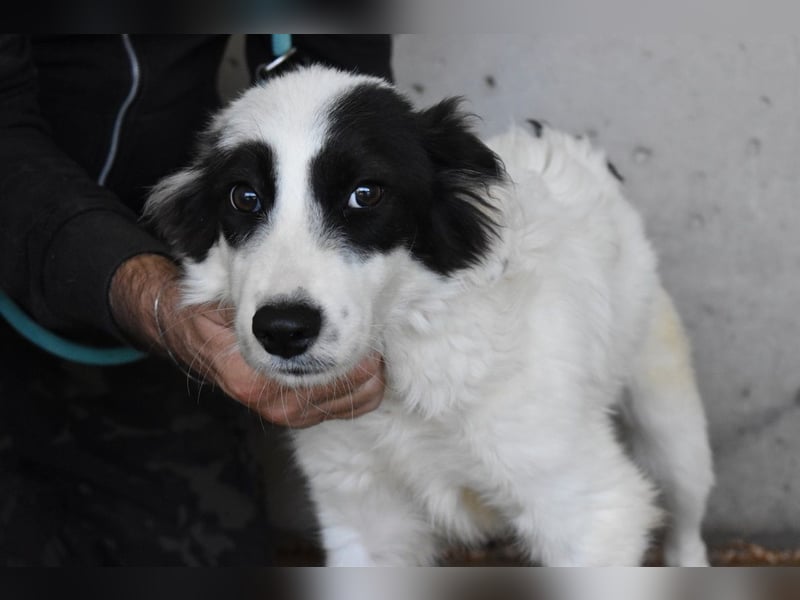 Jovian - Gute Laune hat einen Namen: Jovian