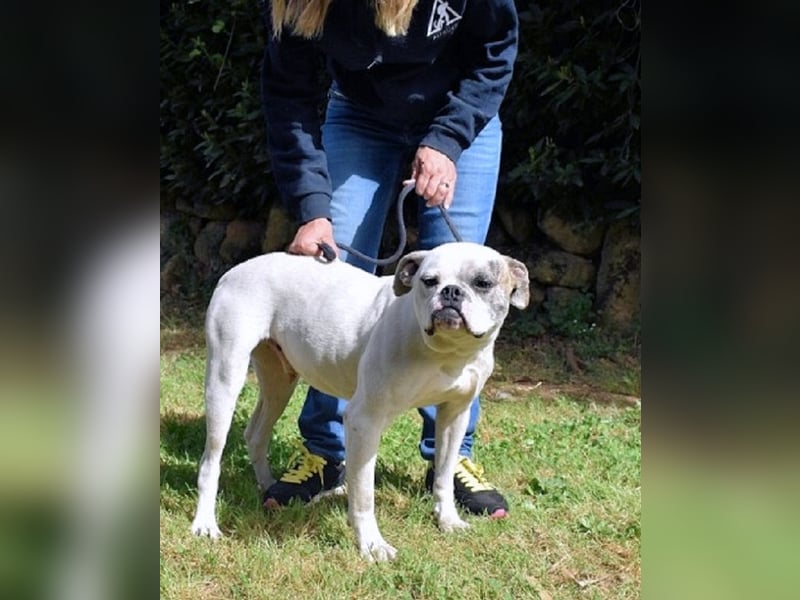 Nickolaus - Alle guten Dinge sind drei