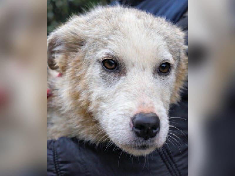 Kemyra - Ein "Wölfchen" sucht sein Rudel