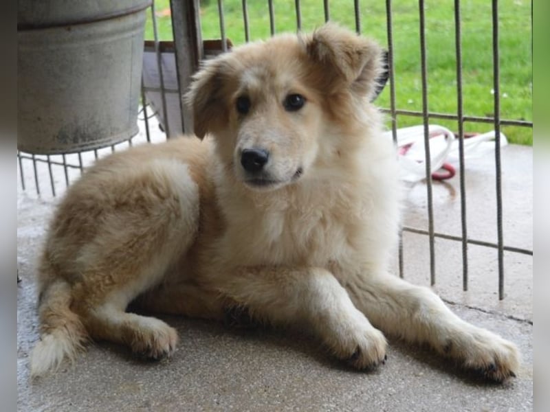 Lauritz - sucht seinen Platz im Leben