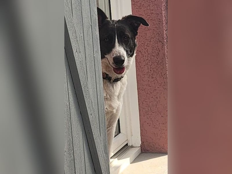 Fioretta - NOTFALL - 2. Lebensglück gesucht