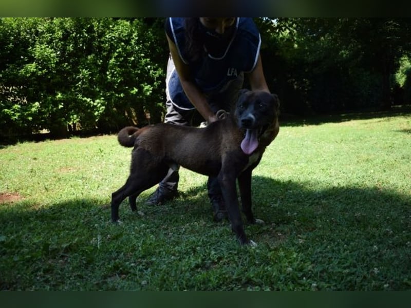 Chufo - ein Energiebündel