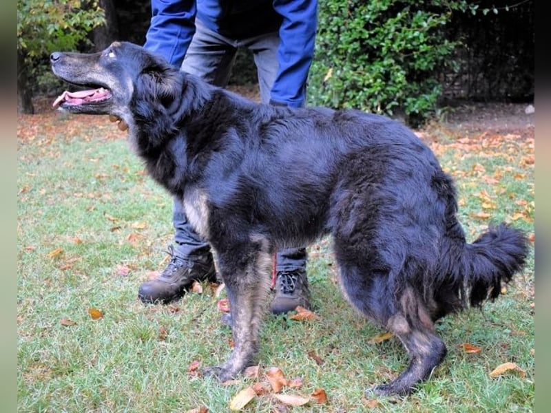 Pinot - "Unmöglich!" sagte die Tatsache... Pinot - "Unmöglich!" sagte die Tatsache...