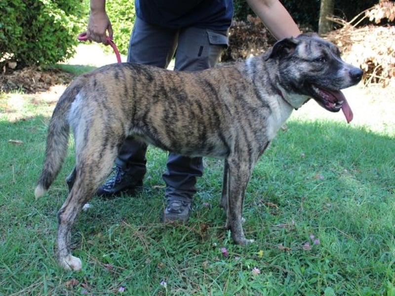 Fionella - Tigerchen sucht Familie
