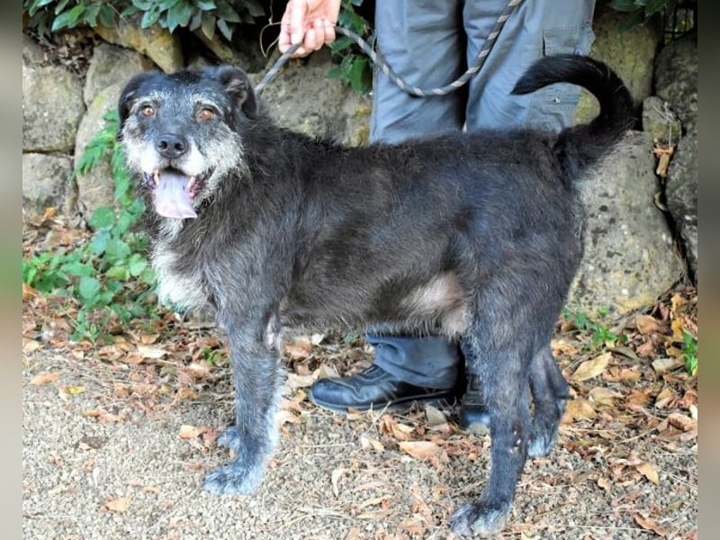 Baldovino - Lieber, großer Kerl fragt: Darf ich zu Dir?