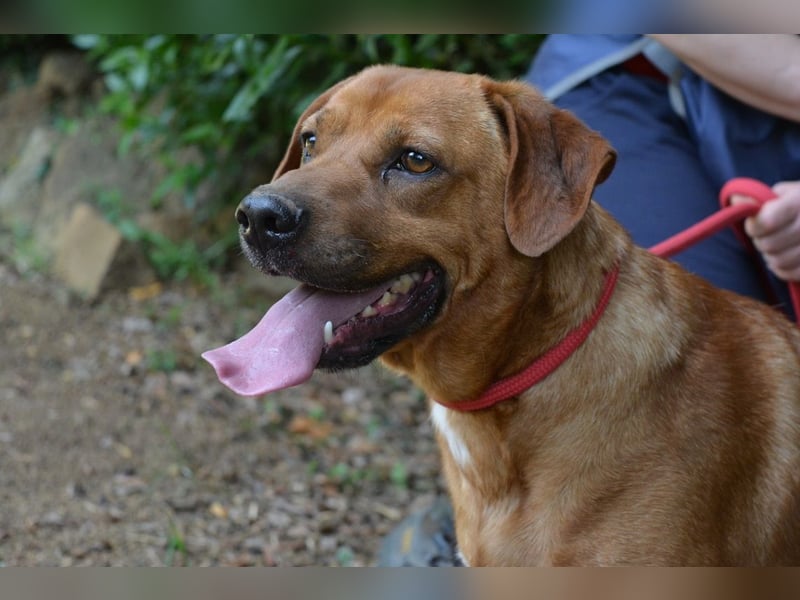 Freebie - Über Stock und Stein