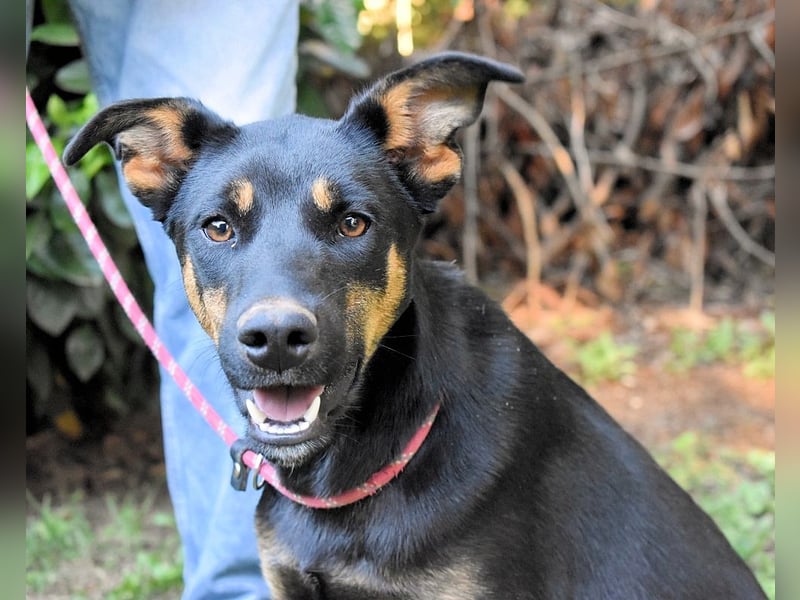 Djamica - fröhliche Junghündin mit offenem Herzen