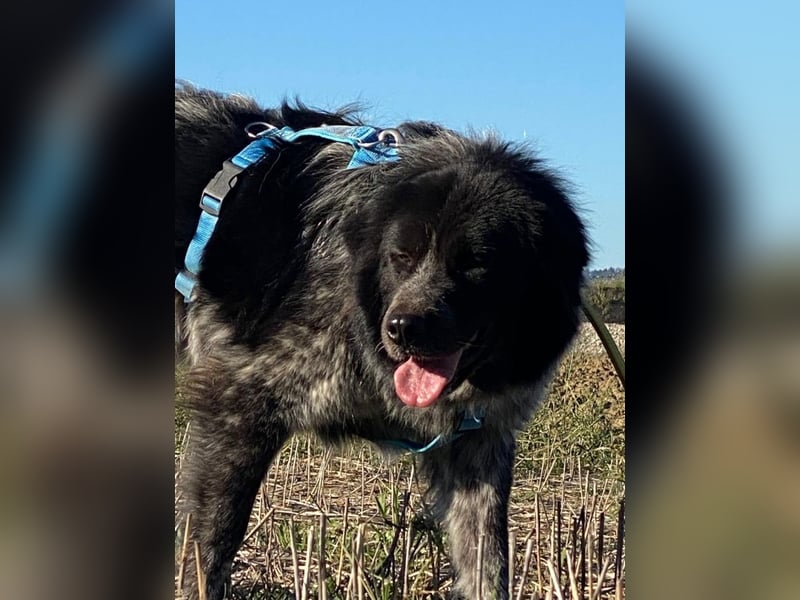 Olivia - Schüchterne Schönheit sucht neue Hunde-Menschen-Familie