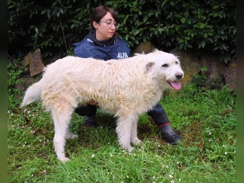 Gatsby - Der große Gatsby sucht seine Daisy