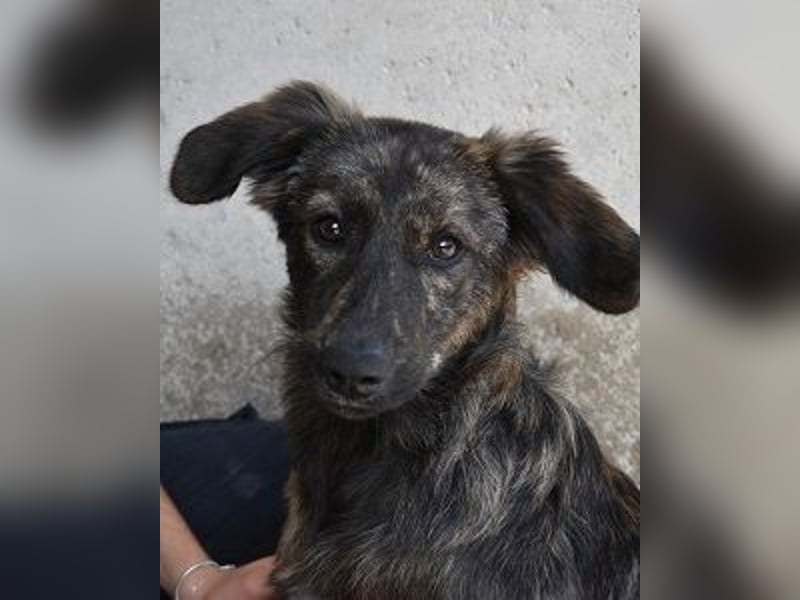 Nivara - Das Märchen von den fünf Schwestern