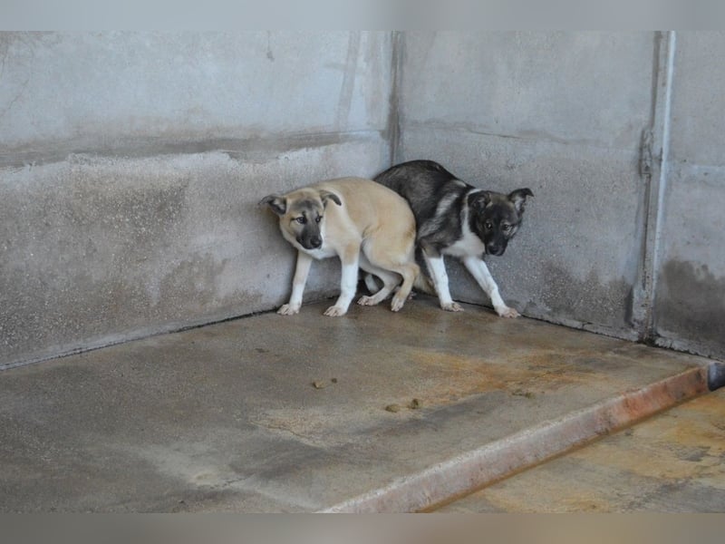 Quivira - Kleines Hundekind, was nun?
