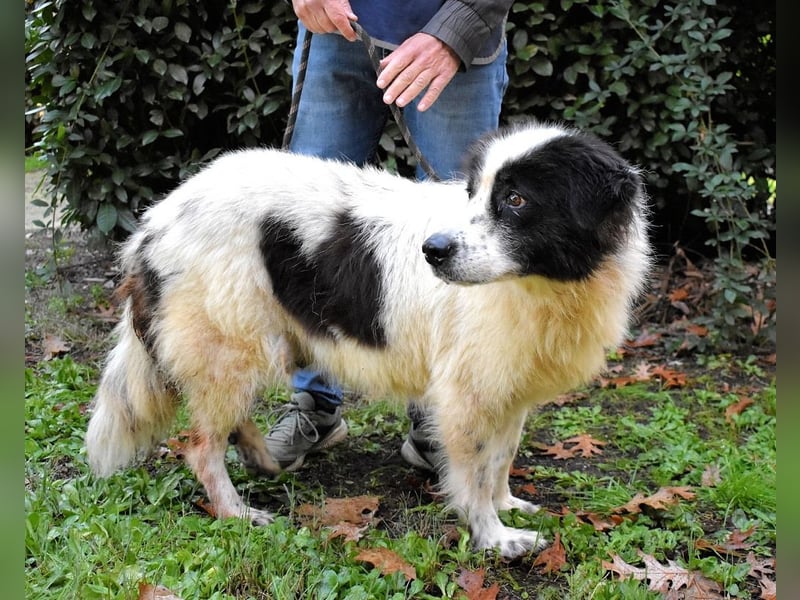 Puccie - unser liebes Mädchen...