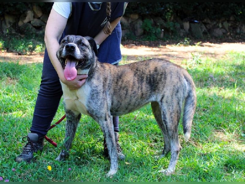 Fionella - Tigerchen sucht Familie