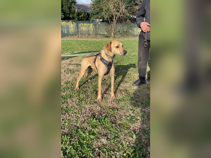 Jasper - Warten auf den einen Menschen