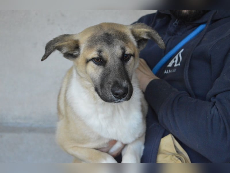 Quivira - Kleines Hundekind, was nun?