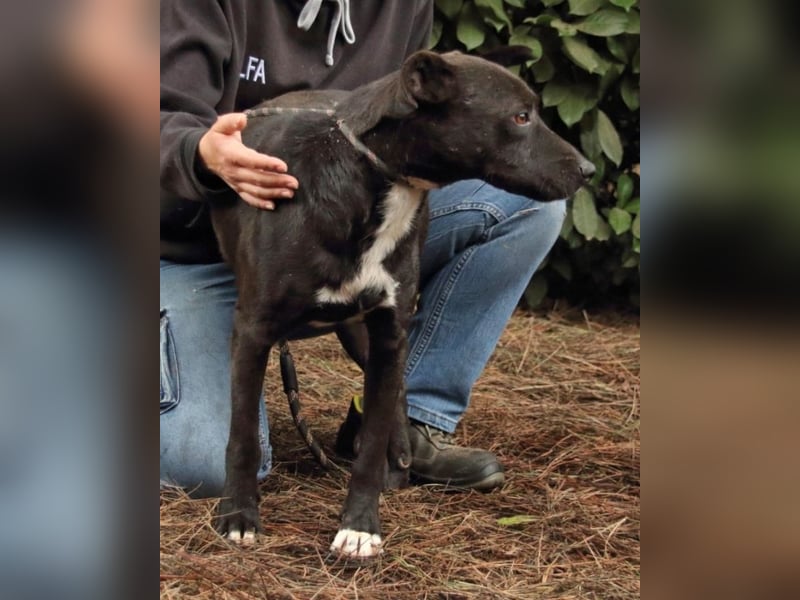 Rhino - Wenn man nicht auffällt, geht man unter