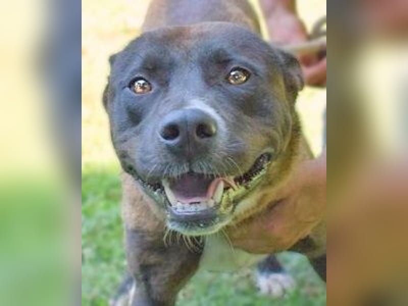 Chufo - ein Energiebündel