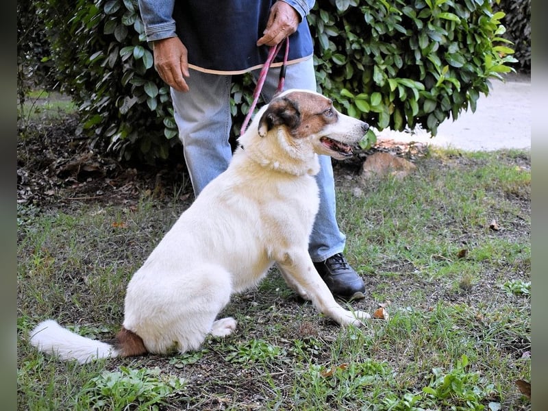 Miah - wohn"haft" in einem Hundelager